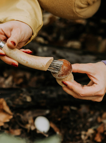 Picker removing dirt with special brush from mushroom. Small fungus at fallen leaves in autumn. Popular Boletus Edilus in natural forest habitat.  - 写真・画像