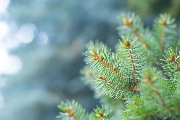 Christmas tree on blurred background. Close up of fir branches with bokeh. Spruce needles out of soft focus. New year concept for a holiday card. Copy space - Foto, Imagen