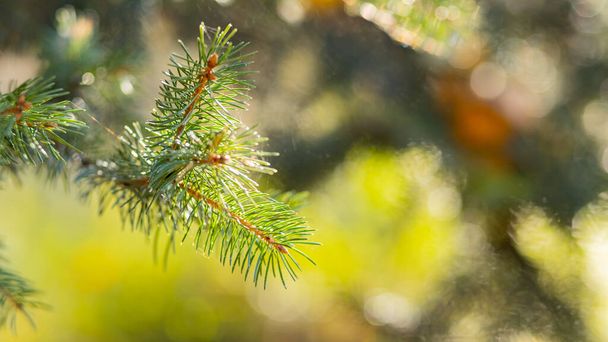 Christmas tree on blurred background. Close up of fir branches with bokeh. Spruce needles out of soft focus. New year concept for a holiday card. Copy space - Photo, image