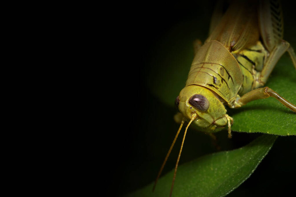 Primer plano de Grasshopper en una planta - Foto, Imagen