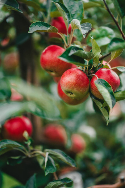 Geweldige groene appelbomen tuin. Rijpe rode vruchten, biologische voeding, landbouwconcept. - Foto, afbeelding