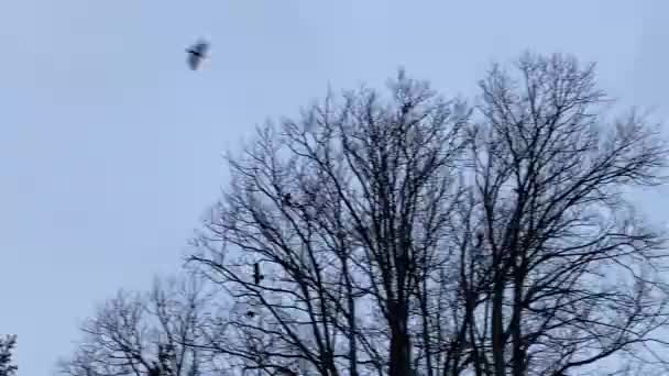 ptáci létat zimu holý strom foukání ve větru, pozadí a kopírovat prostor za větrného dne vichřice při západu slunce HD záběry  - Záběry, video