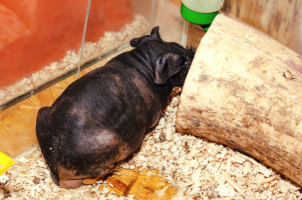 Funny skinny bald guinea pig in the aquarium of the contact zoo. - Photo, Image