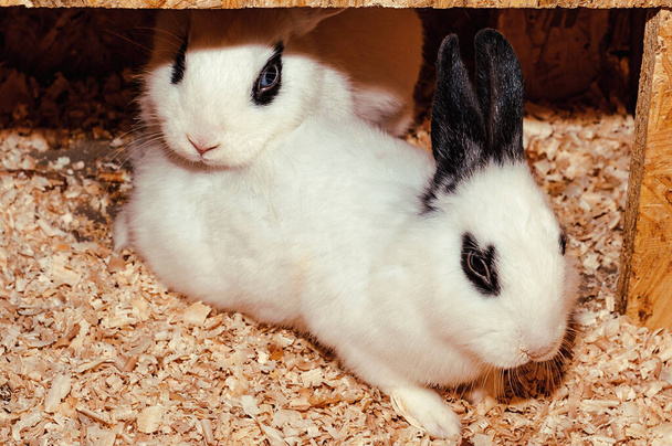 Two cute white with a black rabbit are sitting on the tyrs in a cage in a contact zoo. - Photo, Image