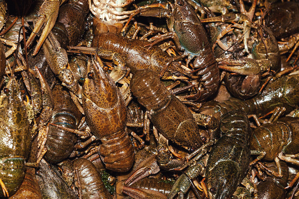 Un montón de cangrejos vivos en el mercado callejero. La pesca es el sustento de los lugareños. - Foto, Imagen