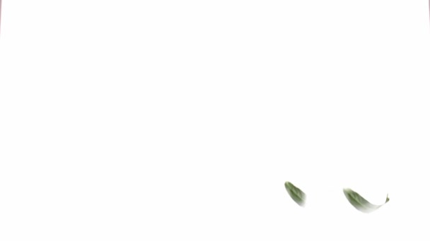 Falling green osier leaves on white background - Footage, Video