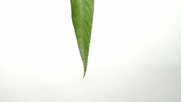 Zielony liść z kroplą wody na białym tle - Materiał filmowy, wideo