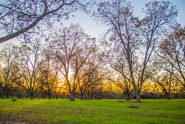Farma drzewa orzechowego i sad w południowej Gruzji Jesień kolory rzędy drzew orzechowych złoty horyzont - Zdjęcie, obraz