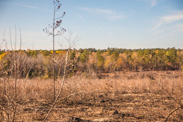 Charred farmland from a recent burning in a rural Georgia area - 写真・画像
