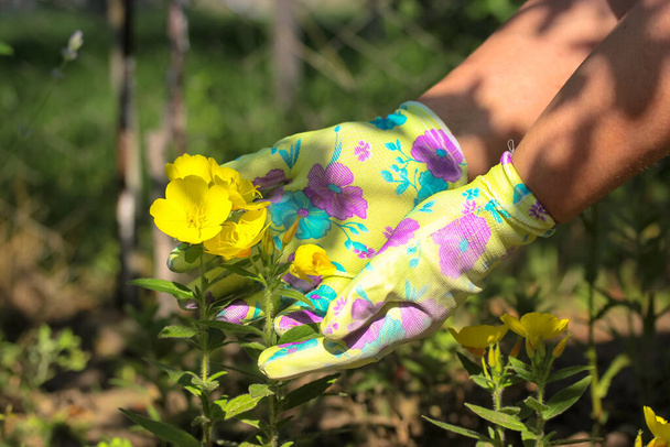 緑の手袋を手にした女性が庭のクローズアップで黄色の花の花束を持っています。顔は見えない. - 写真・画像