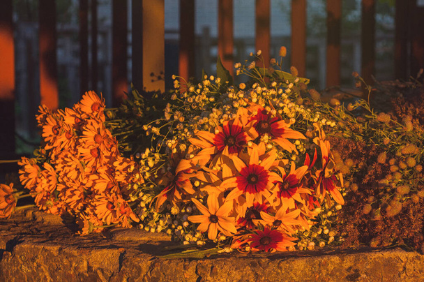 Schwarzäugige Susan (Rudbeckia hirta 'Cappuccino') Bouquet auf Beton bei Sonnenuntergang. - Foto, Bild