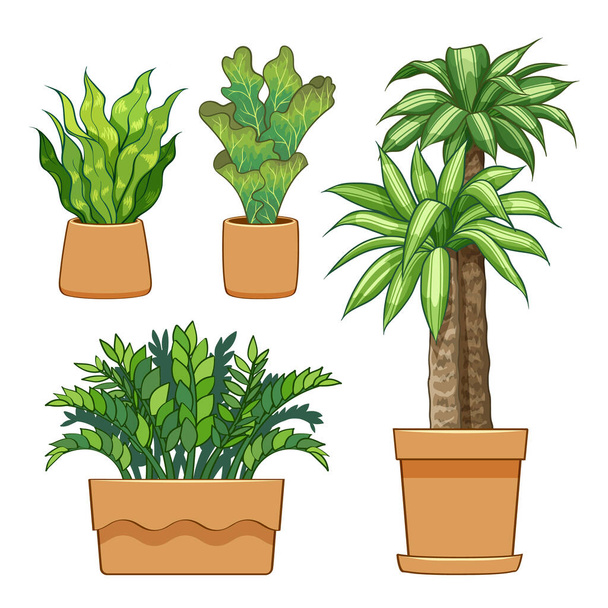 Ornamental plants in pots. Hand drawn set collection. vector illustration. - Vector, Image