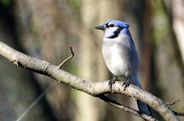 Блакитний сойка на гілці дерева
 - Фото, зображення