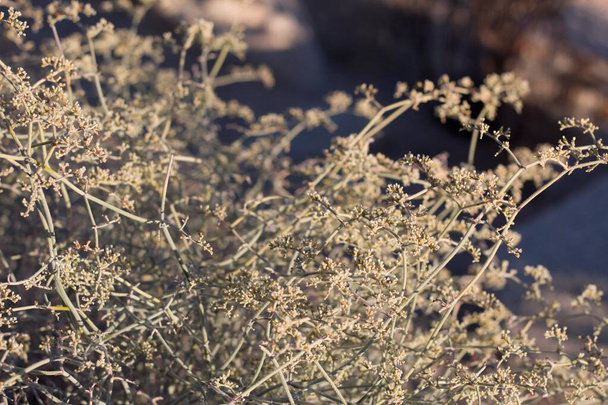 Blooming white head inflorescences of Yucca Buckwheat, Eriogonum Plumatella, Polygonaceae, native hermaphroditic perennial subshrub in Pioneertown Mountains Preserve, Southern Mojave Desert, Summer. - Foto, immagini