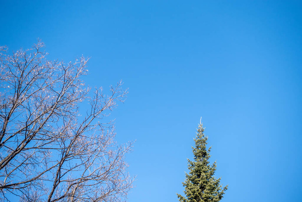 The tops of bare oak tree and fir tree on a clear winter day against the blue sky. Copy space background - Foto, Imagem