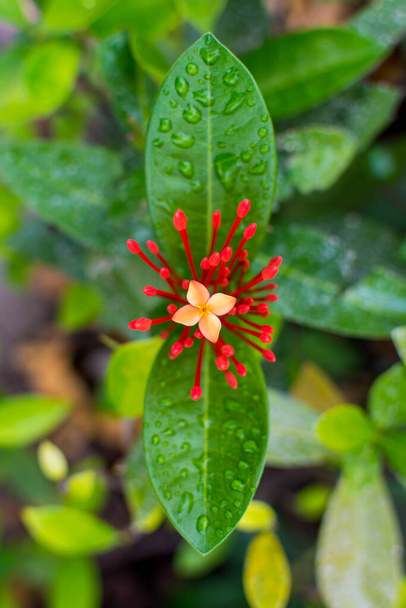 Red needle buds and light orange flower of Ixora chinensis and green leaves with rain drops after a rainy day in Shenzhen, China - Photo, Image