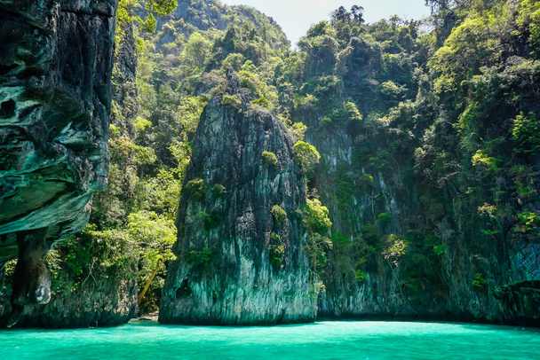 Flora and fauna of the tropical Phi Phi islands in Thailand - Zdjęcie, obraz