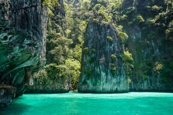 Flora and fauna of the tropical Phi Phi islands in Thailand - Zdjęcie, obraz