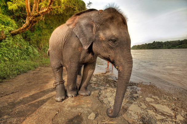 slon u řeky - Fotografie, Obrázek