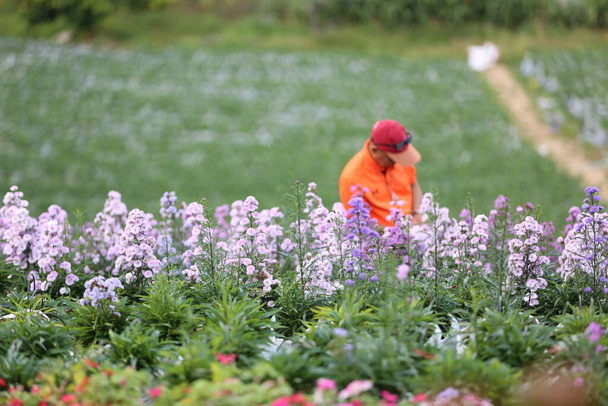 Flower Festival on the Filed after Harvest at Khaokho Mountain, Thailand - Photo, Image