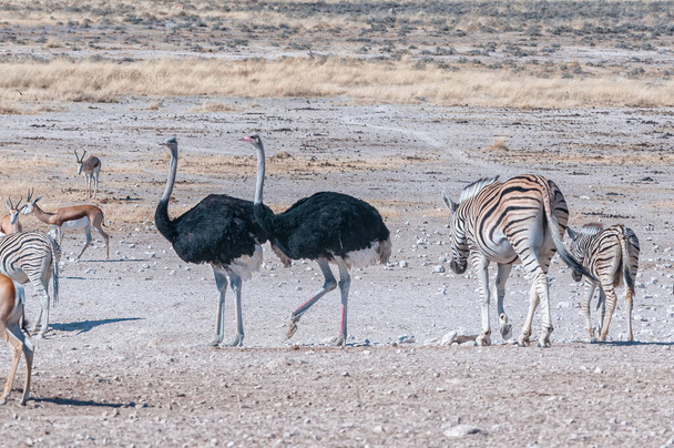 Cebras de Burchells, avestruces y springbok son visibles en el pozo de agua de Nebrownii en el norte de Namibia - Foto, imagen