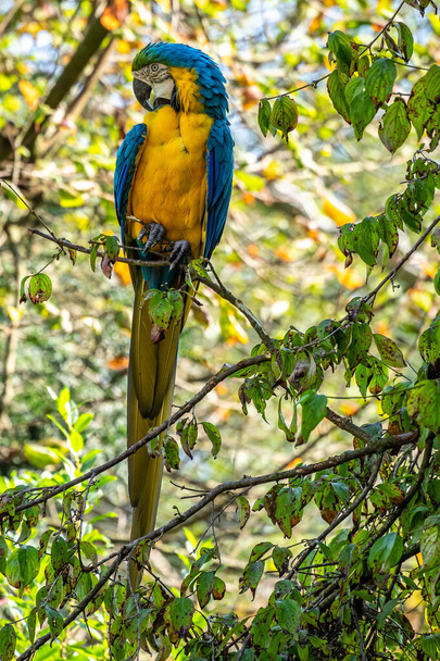 Το Blue-and-yellow Macaw, Ara arauna επίσης γνωστό ως μπλε και χρυσό μακάο, είναι ένας μεγάλος παπαγάλος της Νότιας Αμερικής με κυρίως μπλε επάνω μέρη και ανοιχτό πορτοκαλί κάτω μέρη. - Φωτογραφία, εικόνα