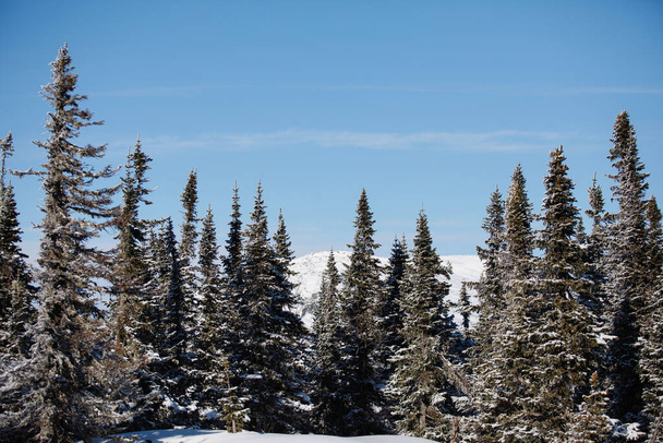 Tél természetes táj egy tűlevelű havas erdőben. Fehér, bolyhos hófákkal borított fenyőfák, fenséges béke. Ősi vad szépség. Karácsonyi tündér képeslap, tapéta egy asztali. - Fotó, kép