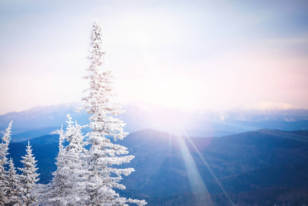 Wunderbare winterliche Berglandschaft. Weiße, flauschige schneebedeckte Tannen, majestätische Ruhe. Unberührte wilde Schönheit. Weihnachtsmärchen-Karte, Tapete auf dem Desktop. - Foto, Bild
