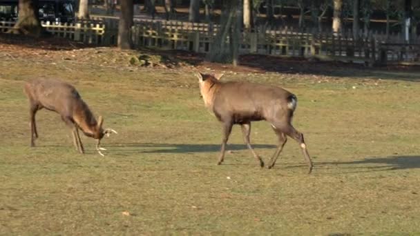 Nara, Japón-17 de noviembre de 2020: Una pelea entre ciervos machos en Nara Park, Park - Imágenes, Vídeo