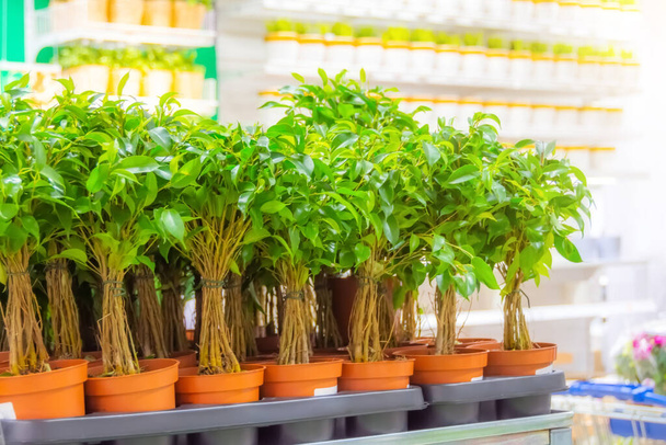 Many pots of ficus benjamin bushes on a store shelf, for home interior - Photo, Image