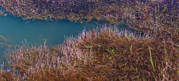 藻類とフラット、青い水面の秋の湖の風景は、ベトナムの田舎の平和を表しています - 写真・画像