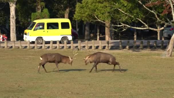 Nara, Japón-17 de noviembre de 2020: Una pelea entre ciervos machos en Nara Park, Park - Imágenes, Vídeo