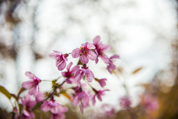 Pinky Wild Himalajan Cherry kukka kukkii puussa1
 - Valokuva, kuva