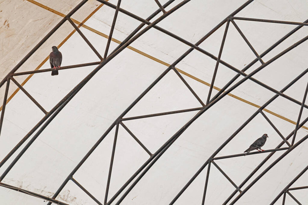 Egy pár kék-szürke galamb kényelmesen fészkelve egy boltíves szerkezet támláján, magasan a tető alatt. - Fotó, kép
