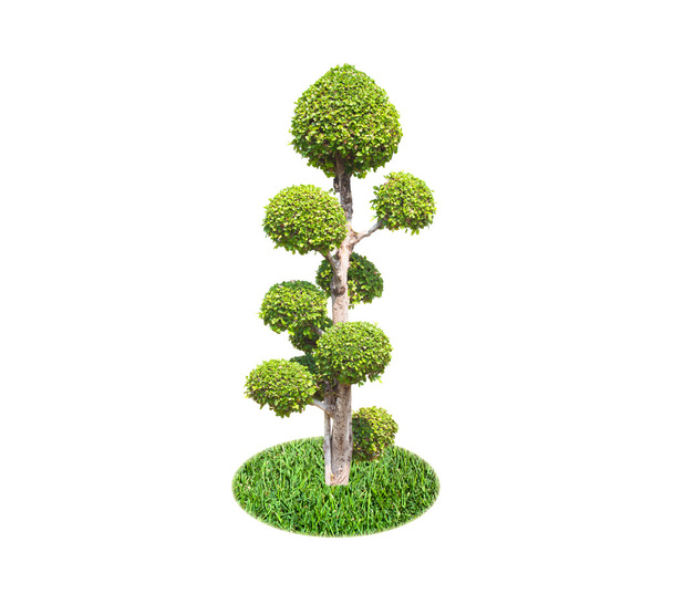 bonsai tree - Photo, Image