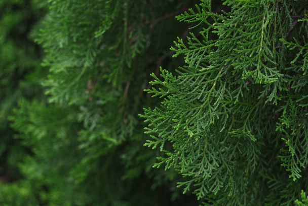 Pinheiro verde bonito deixa na árvore do pinheiro, fundo de Natal. - Foto, Imagem