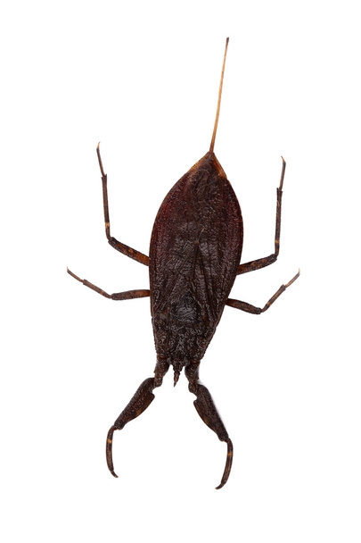 water scorpion (nepa cinerea) geïsoleerd op wit - Foto, afbeelding