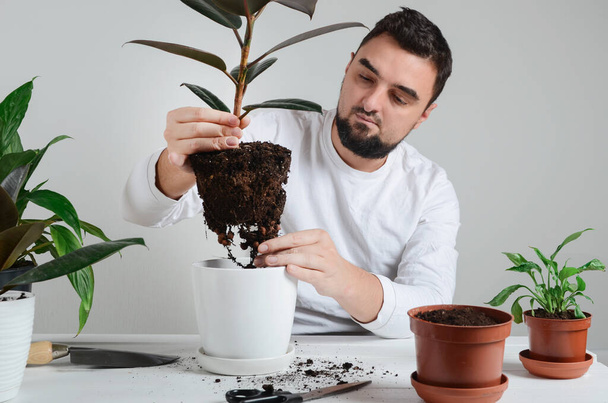 Hombre barbudo guapo sosteniendo maceta de planta de interior en manos - Foto, imagen