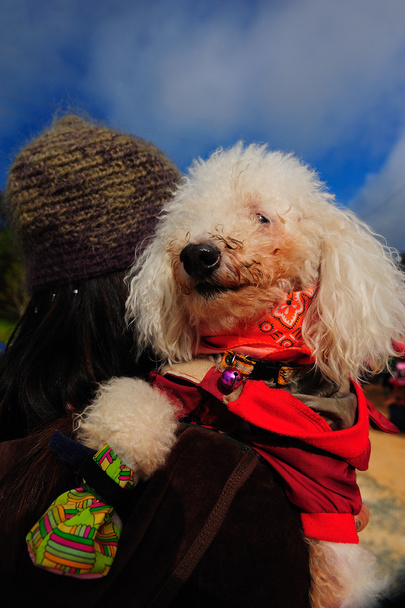 poodel χαριτωμένο σκυλί - Φωτογραφία, εικόνα