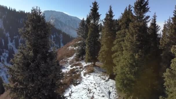 Der Kerl wandert im Winter in den Bergen. Ein Mann geht auf einem Pfad zwischen hohen Tannen - Filmmaterial, Video