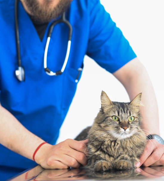 A vertical selective focus shot of a vet checking up cute green-eyed cat - Photo, image