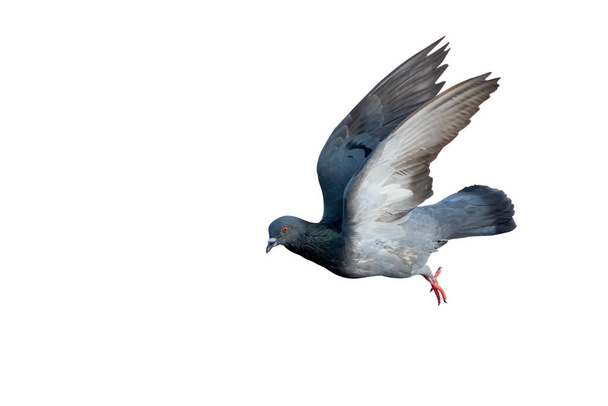 Escena de movimiento de la paloma de roca volando en el aire aislado sobre fondo blanco con camino de recorte - Foto, Imagen