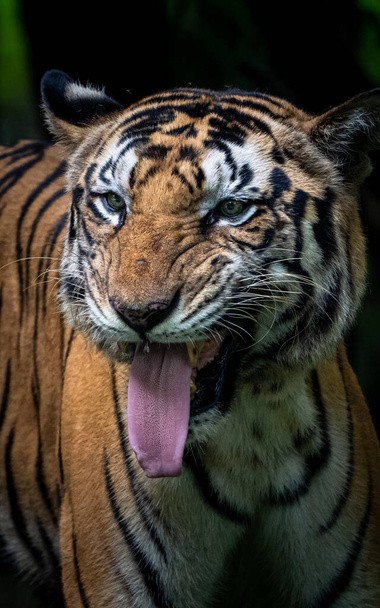 A portrait of an angry Bengal Tiger with a blurry background - Fotoğraf, Görsel