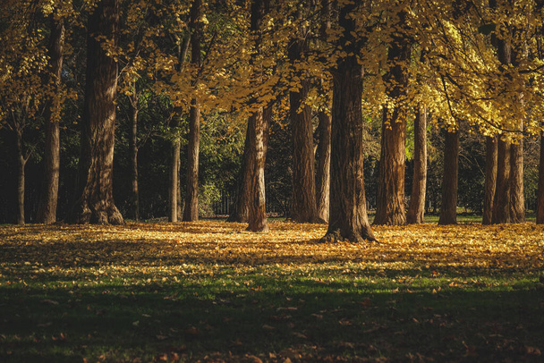 A park covered in dried leaves and trees under the sunlight in autumn - Foto, afbeelding