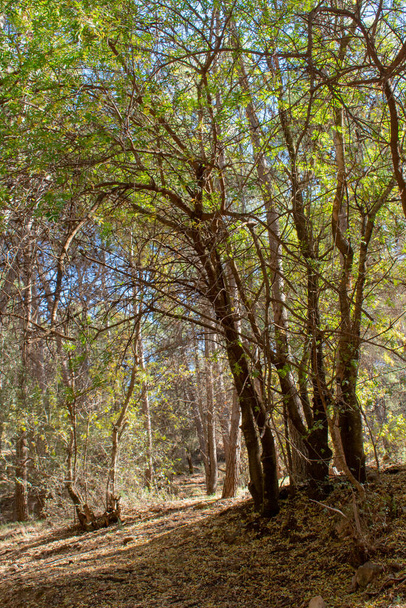 Pionowe ujęcie drzew w lesie w słoneczny dzień - Zdjęcie, obraz