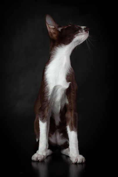 Μικρό καφέ και άσπρο χρώμα γατάκι της φυλής γάτα ανατολίτικη κάθεται πάνω σε μαύρο φόντο - Φωτογραφία, εικόνα