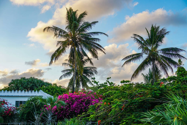 A tropical scene with palms in background of the cloudy sky - Foto, Imagen