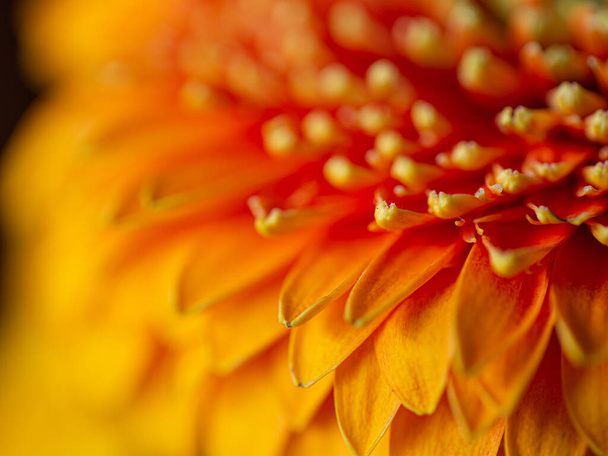 A selective focus shot of blooming Gerbera flower - Foto, imagen