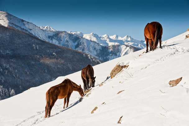 Caballos pastando en las montañas de invierno
  - Foto, Imagen