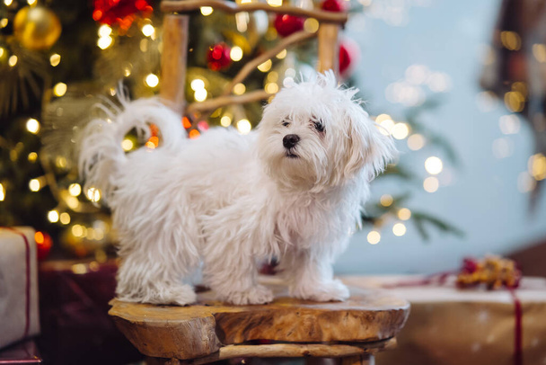 Pequeño terrier blanco en el fondo del árbol de Navidad - Foto, imagen
